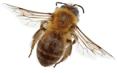 Safeguarding Aussie Yards through Expert Bee Removal Methods
