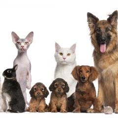 The Benefits of Pet Grooming in Alexandria, VA