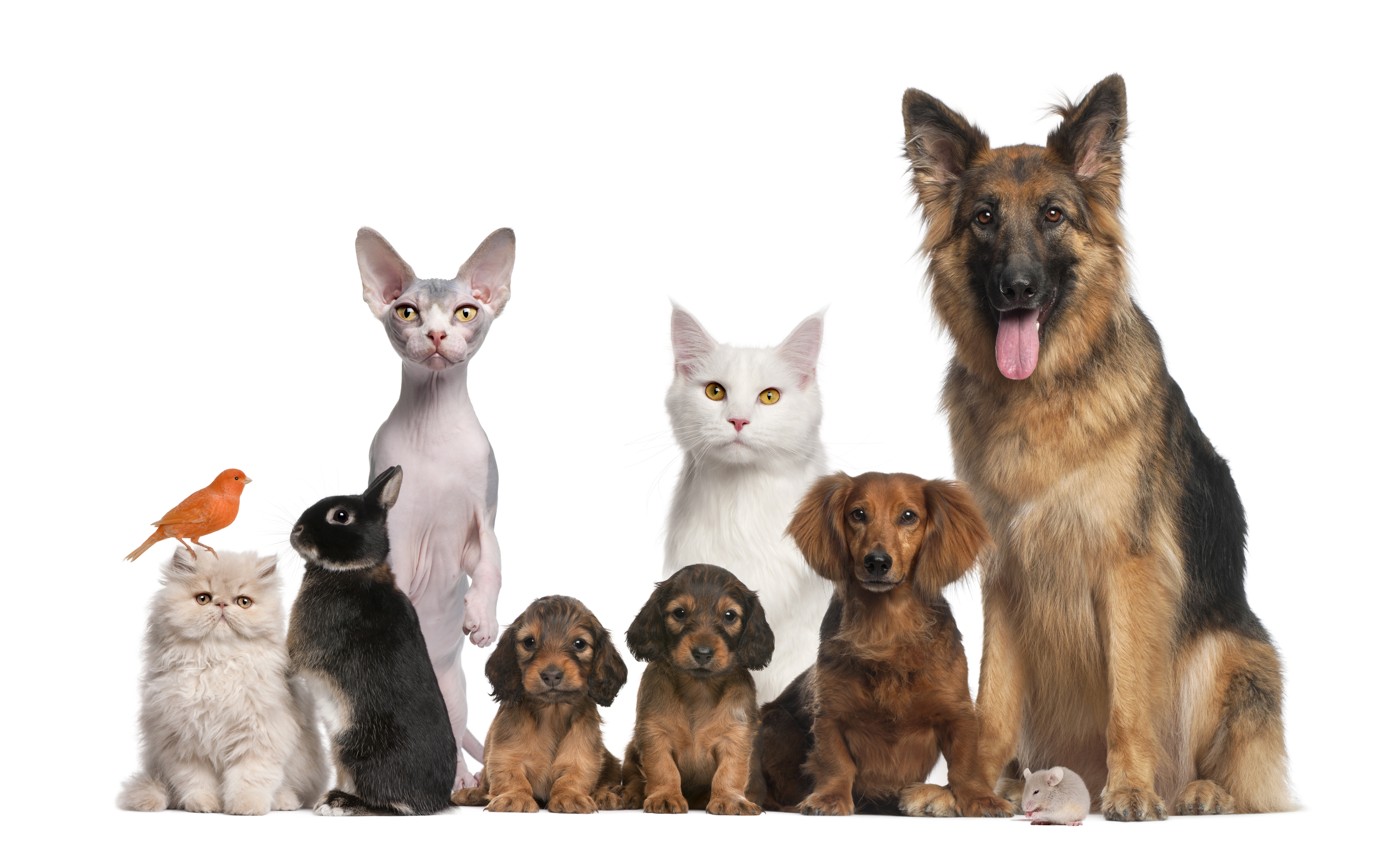 The Benefits of Pet Grooming in Alexandria, VA