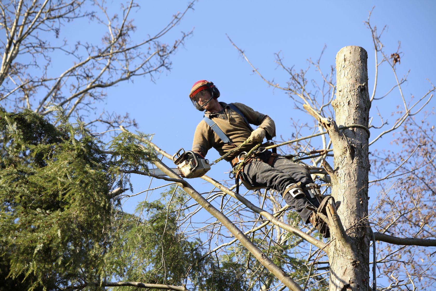 Find Peace of Mind with a Tree Removal Contractor Franklin TN Residents Can Trust