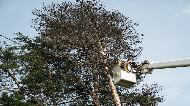 How Tree Removal Dothan AL Protects Your Property From Storm Damage