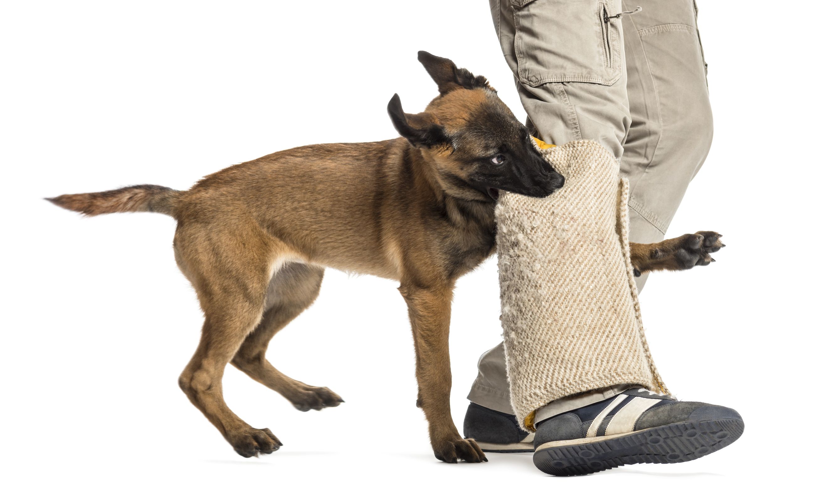 Transform Your Dog’s Behavior with Aggression Training in Las Vegas NV