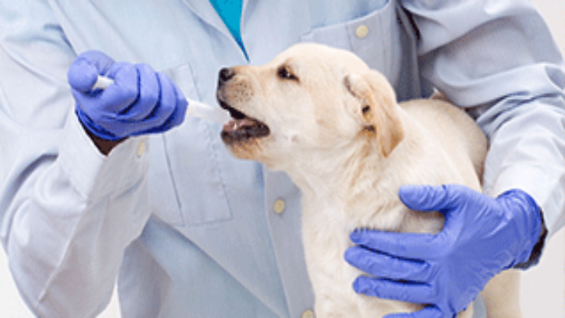 Signs Your Dog Needs to go to a Riverside Animal Hospital