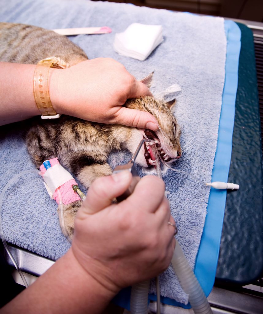 what-are-your-needs-for-domestic-animal-medical-care-in-joppa-md