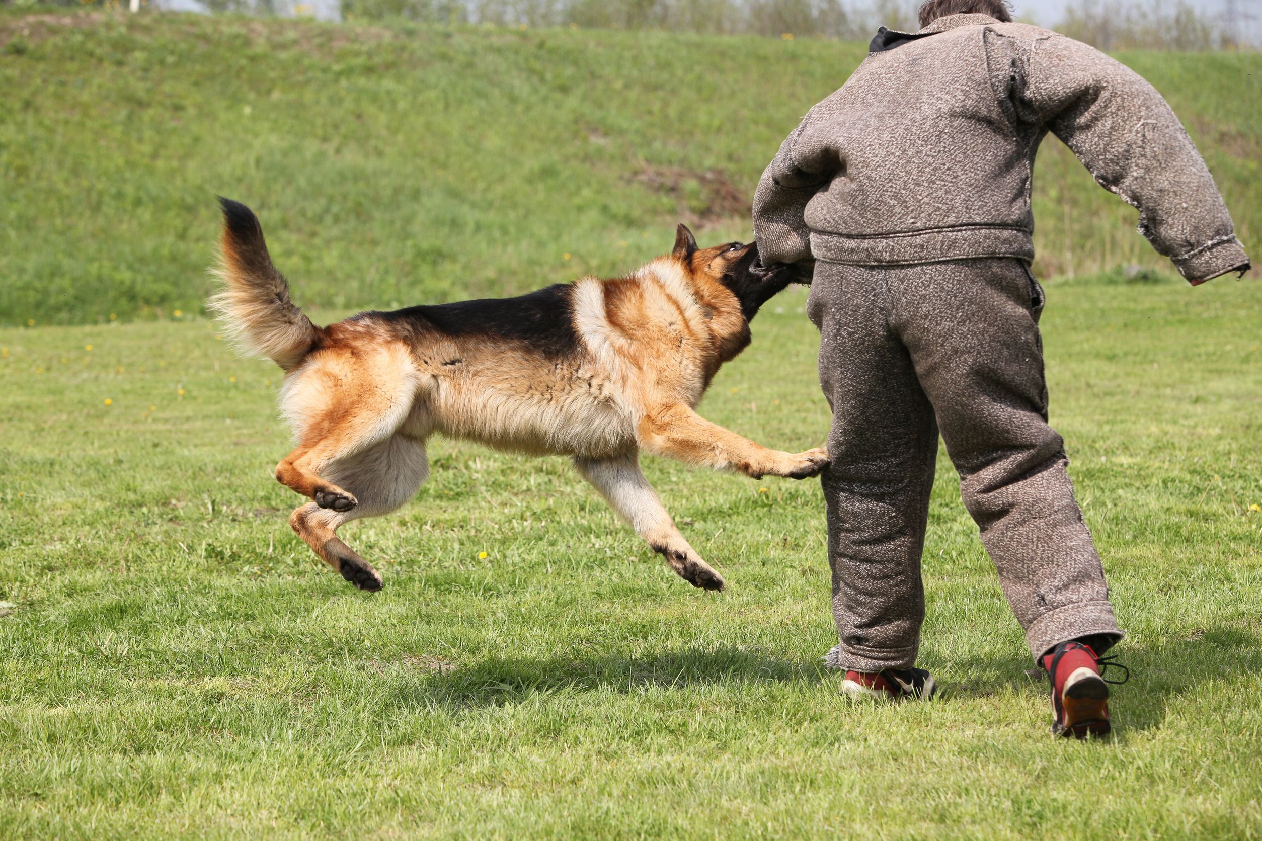 Reliable Dog Training In Houston TX
