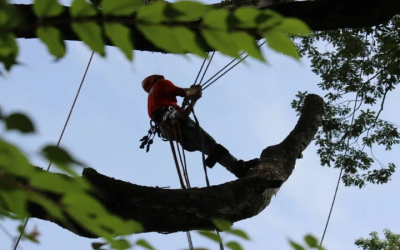 Tree Trimming in Atlanta GA: Enhance Your Landscape’s Health and Beauty