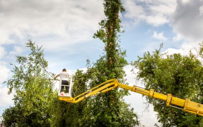 Protect Your Home with Tree Care Services Arlington TX for Safer Neighborhoods