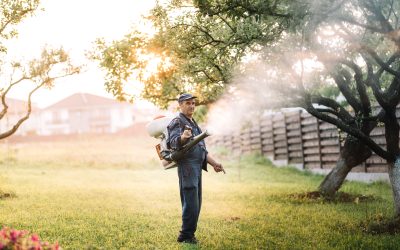 Effective Mosquito Control Solutions for Olive Branch MS Residents