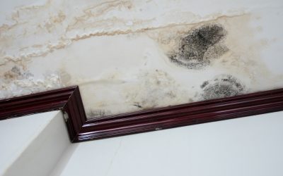 Restore a Safe Living Space Through Residential Mold Removal Jacksonville Beach FL Experts