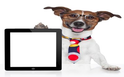 The Benefits of Professional Pet Grooming Lakeland FL Residents Rely On