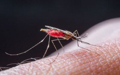 Protect Your Family From Bites With Effective Mosquito Control Charlottesville VA Solutions