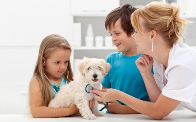 How a Veterinarian Fresno Ca Can Improve Your Pet’s Health and Wellbeing