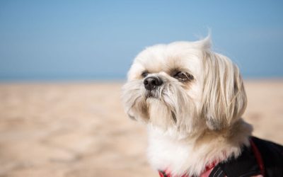 Avoid Common Mistakes in Dog Nail Trimming Regina With Expert Tips