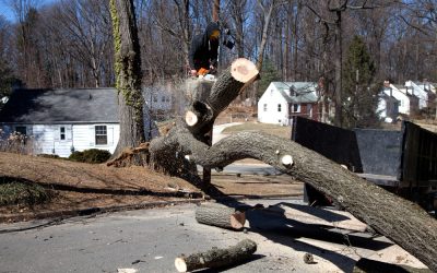 Protecting Your Property with Tree Service Experts in Western Springs During Severe Weather