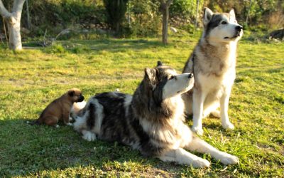 Tips for Responsible Ownership From Dog Breeding Huntley, IL Professionals
