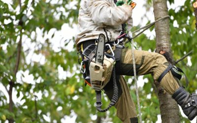 Essential Tips for Safe and Effective Tree Trimming Arvada CO Homeowners Trust