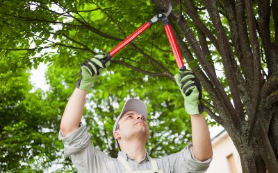 How Professional Stump Removal New Haven County Services Boost Curb Appeal Effortlessly
