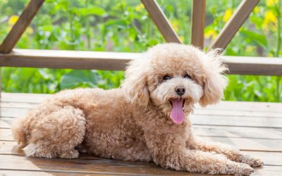 Real World Benefits of Livestock Nutrition Management Winkler MB for Producers