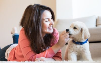 Safeguard Your Furry Friends with Trusted Pet Boarding In Denver Facilities