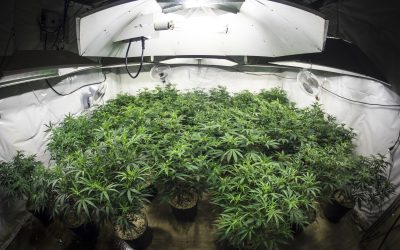 Experience Soothing Relief with Indoor THCA Flower and Its Benefits for Wellness Enthusiasts