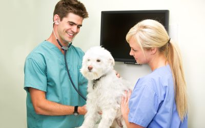 Find Peace of Mind for Pets at an Animal Clinic Los Angeles Families Trust