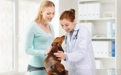 Find trusted care for your feline friend with a cat vet near Monmouth County, NJ