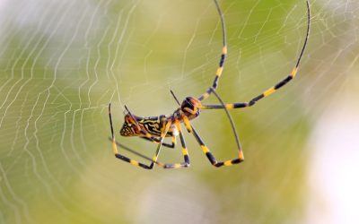 Prevent Outbreaks by Controlling Aedes Aegypti Mosquitoes in Alameda County, CA at Home