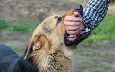 Seeking Justice with a Dog Bite Injury Lawyer Louisville KY After a Serious Incident