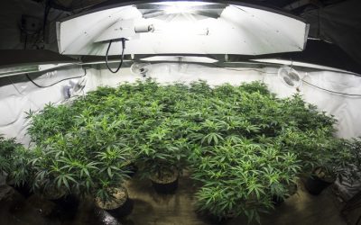Same Day Weed Delivery Monson MA Offers Reliable Options for Quick Cannabis Access