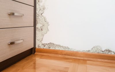 Homeowners Rely On Restoration Companies In Carmel IN For Fast Mold Solutions
