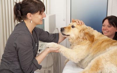 Choosing the right veterinarian in Indianapolis, IN, for your pet’s long-term health and happiness