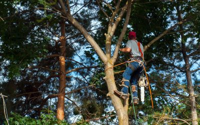 How a Land Clearing Company in Groveport, OH Helps Homeowners Prep for New Projects
