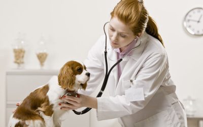 Finding Peace of Mind With a Compassionate Veterinarian Boca Raton FL