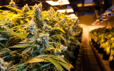 Unmatched Quality Awaits When You Buy THCA Flower Online for Wellness in the USA