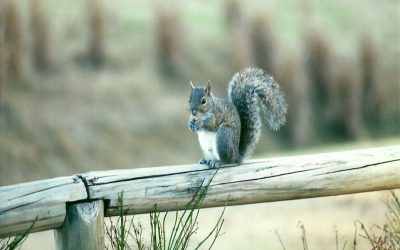 Common Problems Solved With Squirrel Removal in Lake Geneva, WI Homeowners Trust