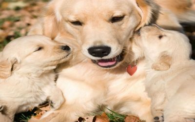 Health and Temperament Questions for Doodle Puppies for Sale in Star ID
