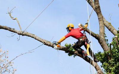 Enhance property safety with a tree trimming and removal service trusted by Longmont, CO homeowners trust
