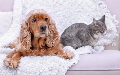 Compassionate End-of-Life Care with Mobile Vet Euthanasia in Littleton, CO