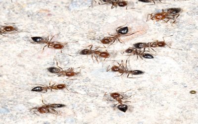 Prevent Costly Damage Using Carpenter Ant Removal Services Fort Wayne IN Experts Offer